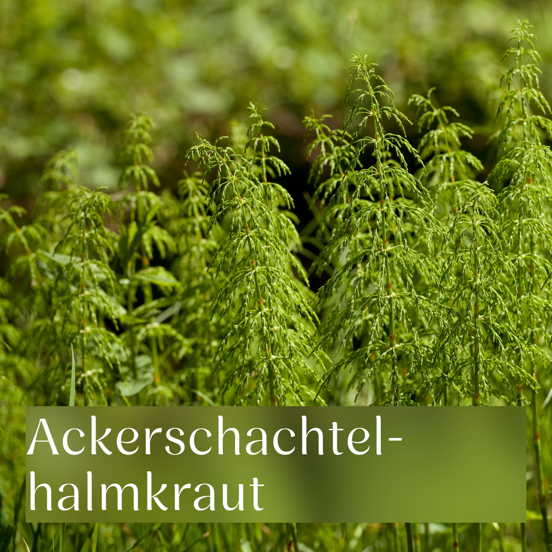Ackerschachtelhalm (Zinnkraut): Herkunft & Studien