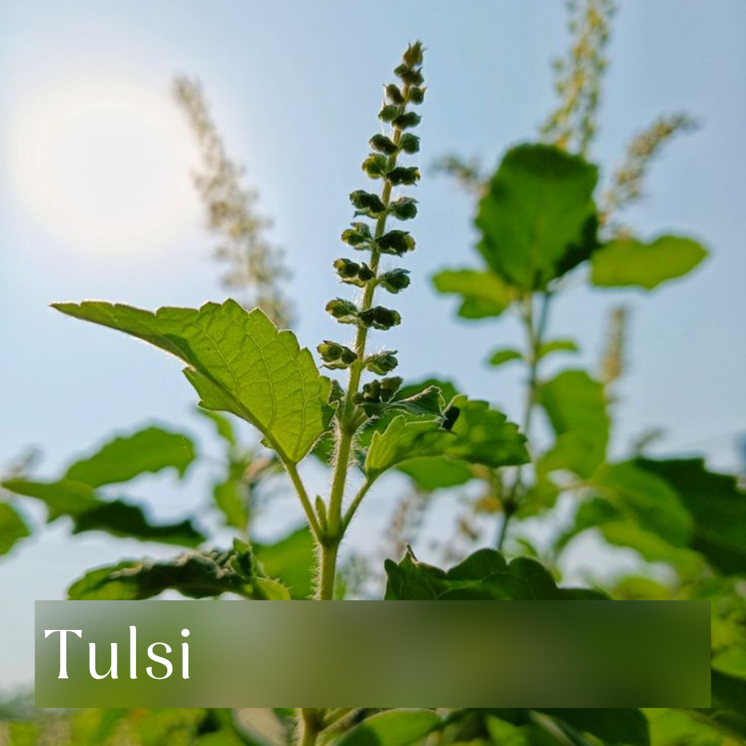 Tulsi