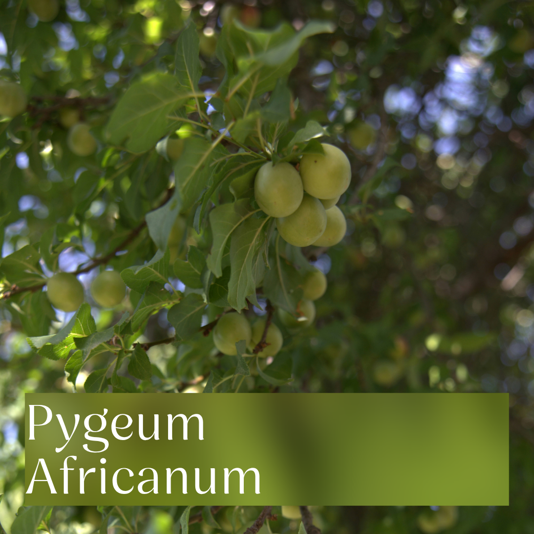 Erfahre alles über Pygeum Africanum in 5 Minuten